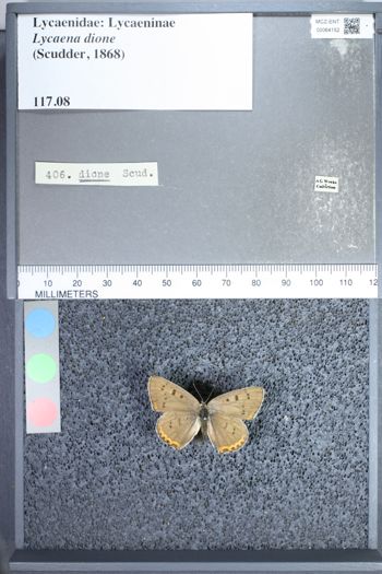 Media type: image;   Entomology 64152